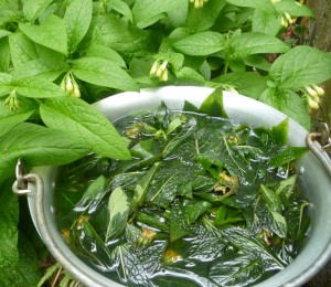 Comfrey symphytum spp