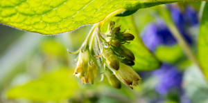 close up comfrey flower